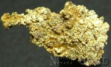 Specimen Gold 2192PAM