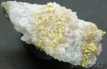 Specimen Gold 2223SHOSH
