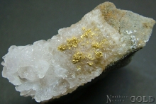 Specimen Gold 2203KRM