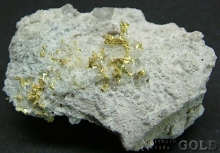 Specimen Gold 1983 Shosh