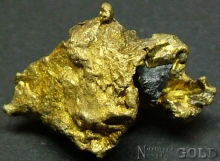 Specimen Gold 2043CH
