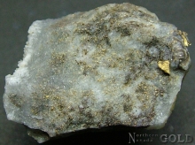Specimen Gold 2148NL