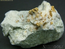Specimen Gold  1732