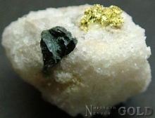 Specimen Gold 2017ROCH
