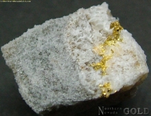 Specimen Gold  1543