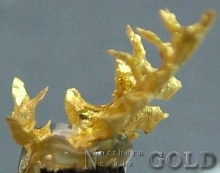 Specimen Gold 1942Roch