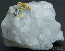 Specimen Gold 2022IML