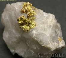 Specimen Gold  478