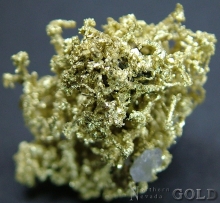 Specimen Gold 2230Blz