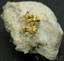 Specimen Gold 1950Bul