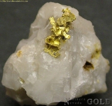 Specimen Gold  483