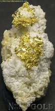 Shosh#916B.JPG