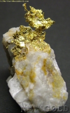 Specimen Gold  1033