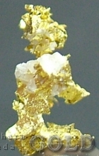 Specimen Gold 2012SHOSH