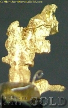 Specimen Gold  1620