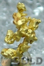 Specimen Gold 2025Roch