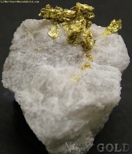 Specimen Gold  694