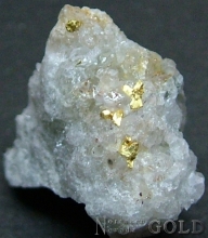 Specimen Gold 1979IML