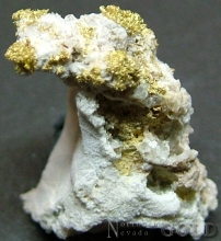 Specimen Gold 1981Shosh