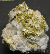 Specimen Gold  468