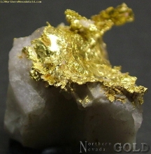 Specimen Gold  1031