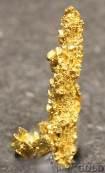 specimen_gold_5704pam-b
